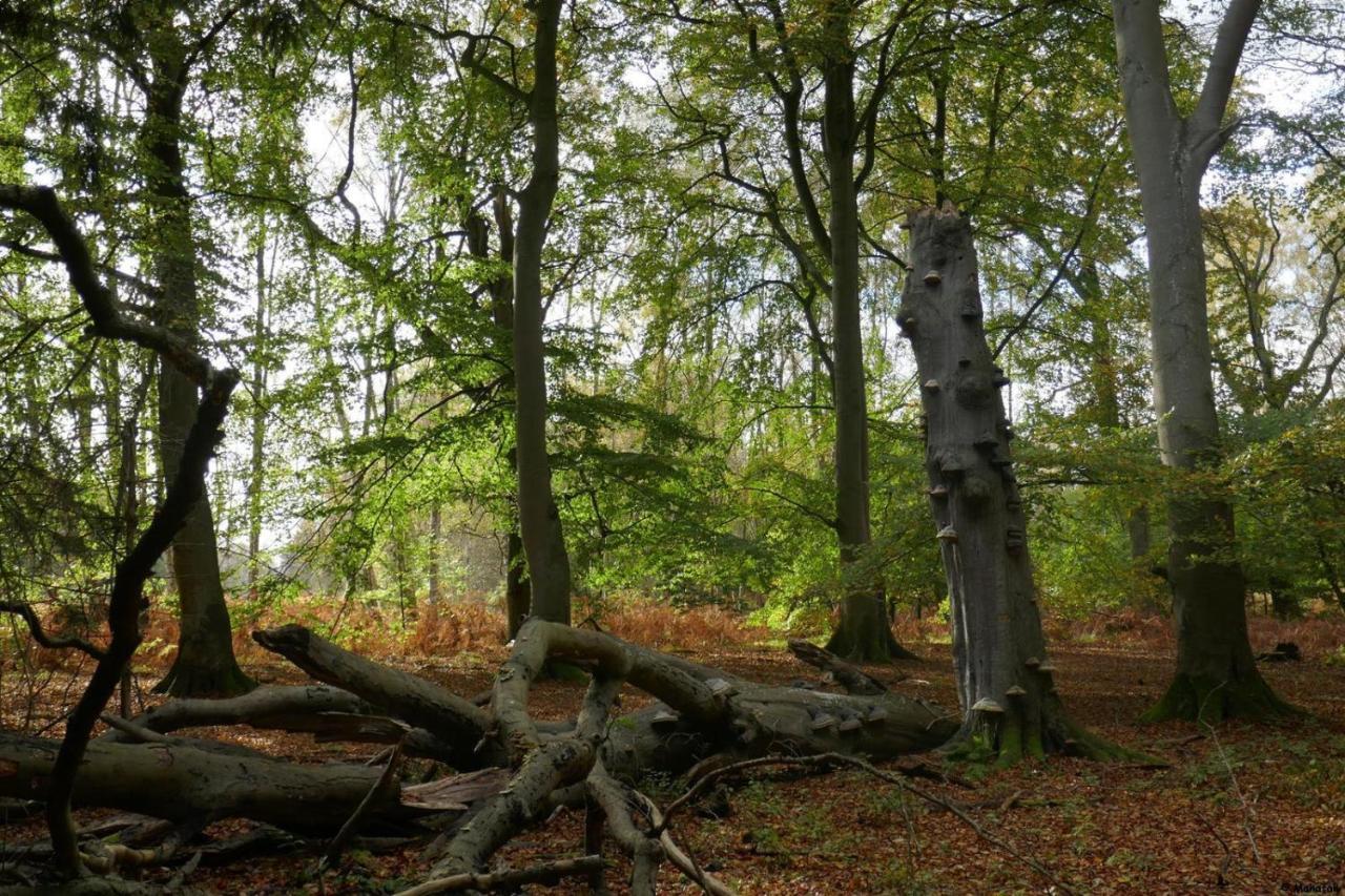 "Balmgarten" Im Naturpark Usedom, Bio Solarhaus Mit Grossem Garten Ngoại thất bức ảnh